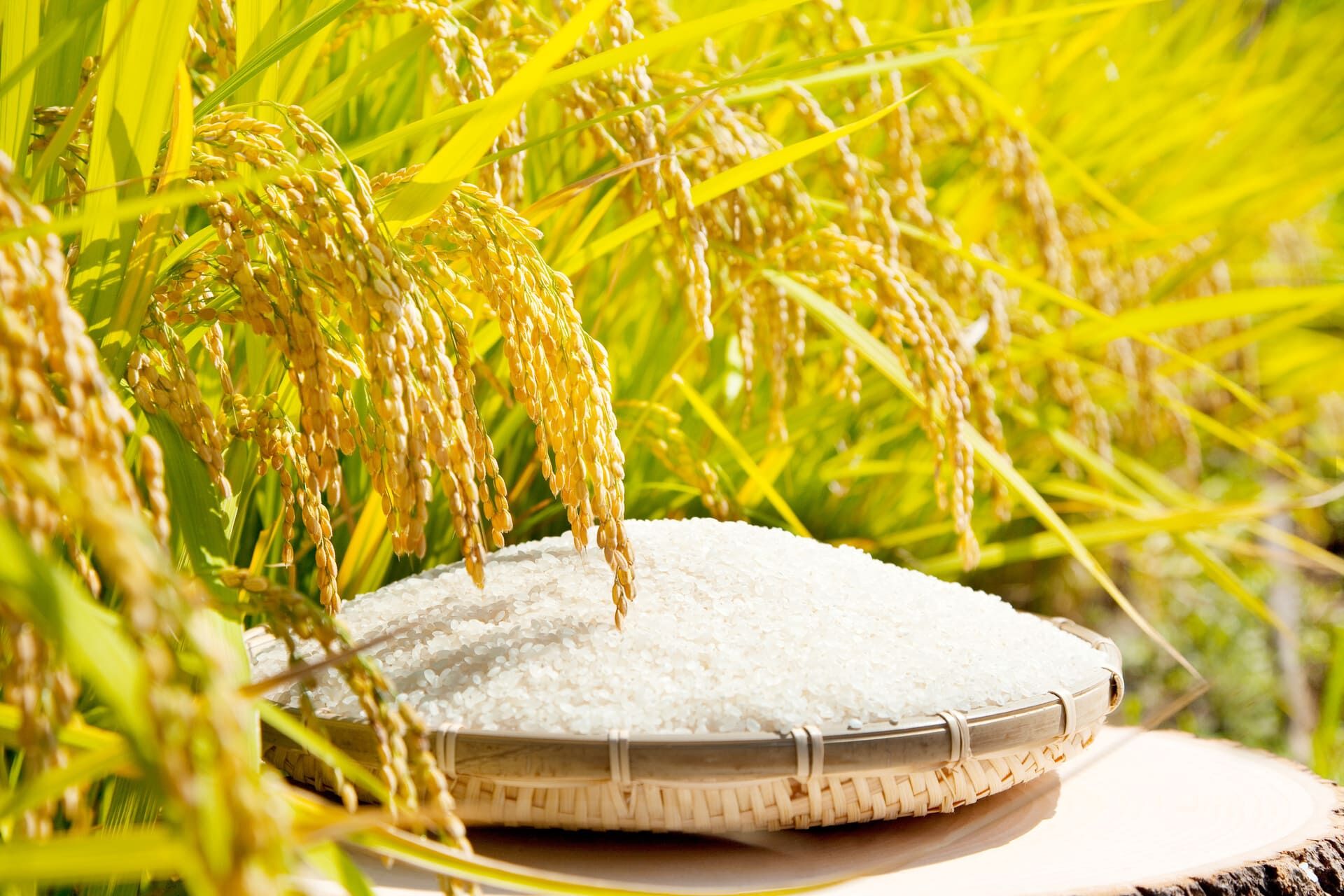 AdobeStock_33849092